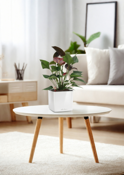 Антуриум Андре шоколадный 12/40 см в CUBE GLOSSY 14 Антуриум Андре шоколадный 12/40 см в CUBE GLOSSY 14