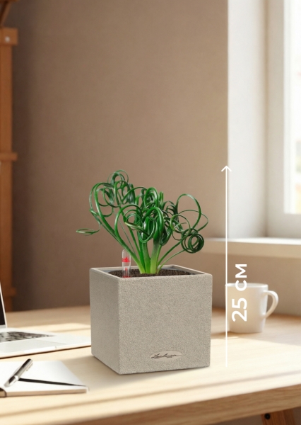 Альбука Спиралис 12/25 см в CANTO STONE 14