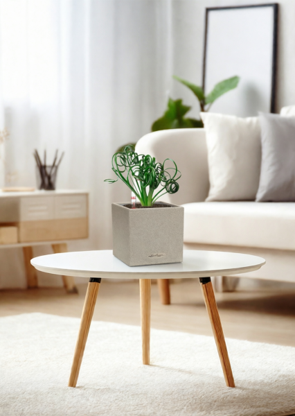 Альбука Спиралис 12/25 см в CANTO STONE 14