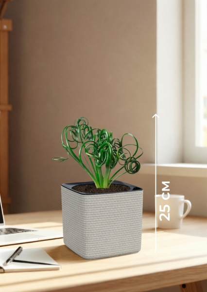 Альбука Спиралис 12/25 см в CUBE COLOR 14