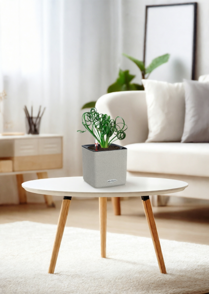 Альбука Спиралис 12/25 см в CUBE COLOR 14