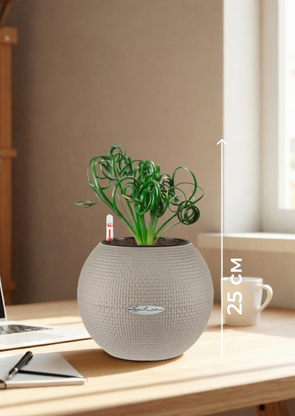 Альбука Спиралис 12/25 см в PURO 20