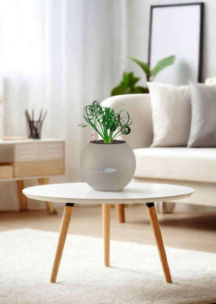 Альбука Спиралис 12/25 см в PURO 20