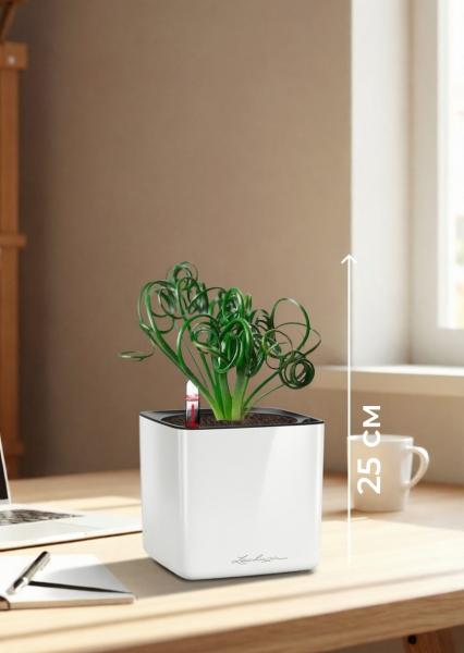 Альбука Спиралис 12/25 см в CUBE GLOSSY 14