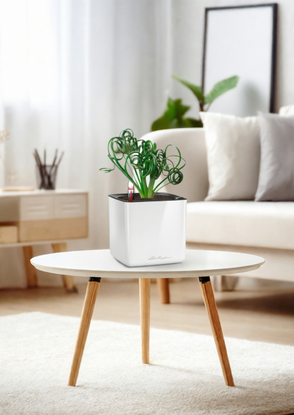 Альбука Спиралис 12/25 см в CUBE GLOSSY 14