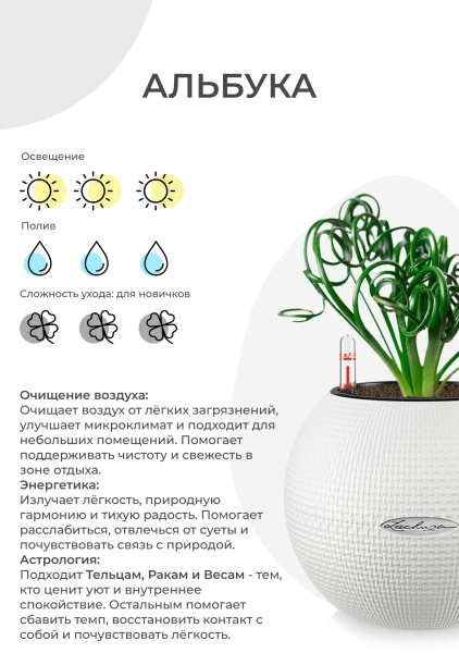 Альбука Спиралис 12/25 см в CUBE GLOSSY 14