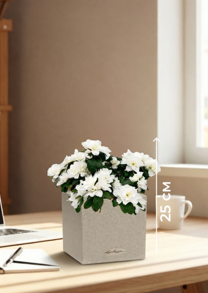 Азалия индика белая 12/25 см в CANTO STONE 14