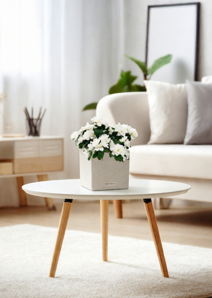 Азалия индика белая 12/25 см в CANTO STONE 14