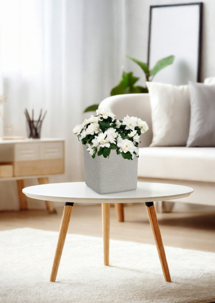 Азалия индика белая 12/25 см в CUBE Color 14 