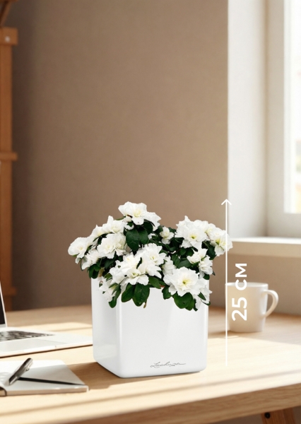 Азалия индика белая 12/25 см в CUBE GLOSSY 14