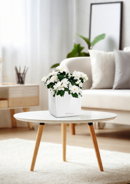 Азалия индика белая 12/25 см в CUBE GLOSSY 14