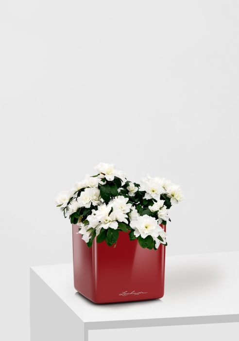 Азалия индика белая 12/25 см в CUBE GLOSSY 14