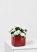 Азалия индика белая 12/25 см в CUBE GLOSSY 14