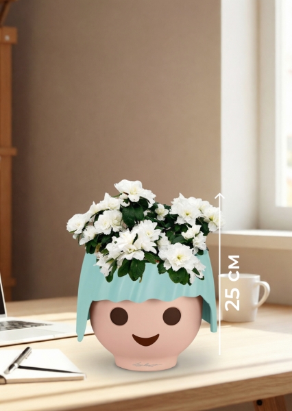 Азалия индика белая 12/25 см в OJO Азалия индика белая 12/25 см в OJO