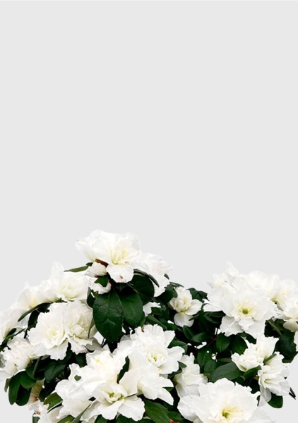 Азалия индика белая 12/25 см в PURO 20 