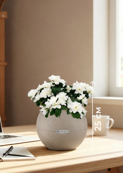 Азалия индика белая 12/25 см в PURO 20 