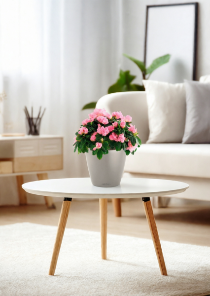 Азалия Фландрес розовая 14/30 см в CLASSICO 18