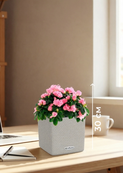 Азалия Фландрес розовая 14/30 см в CUBE COLOR 16