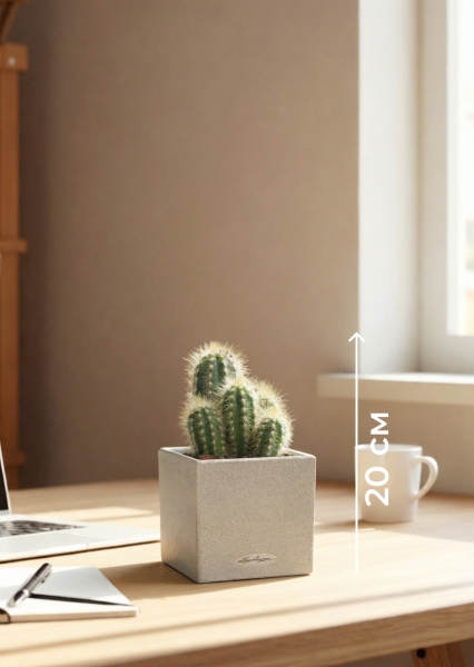 Кактус микс 8 см в CANTO STONE 14 Кактус микс 8 см в CANTO STONE 14