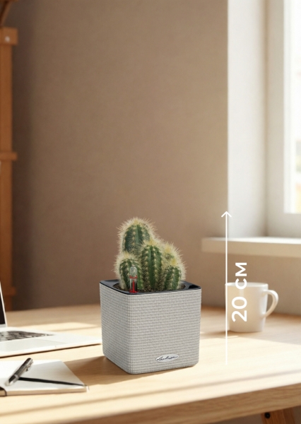 Кактус микс 8 см в CUBE Color 14 Кактус микс 8 см в CUBE Color 14