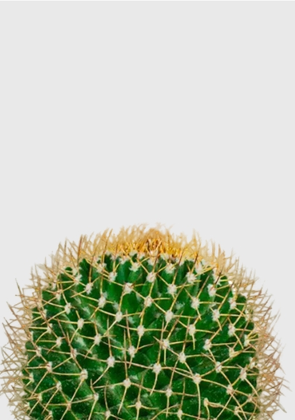 Кактус Маммиллярия Полителе 12/20 см в PURO 20 Кактус Маммиллярия Полителе 12/20 см в PURO 20