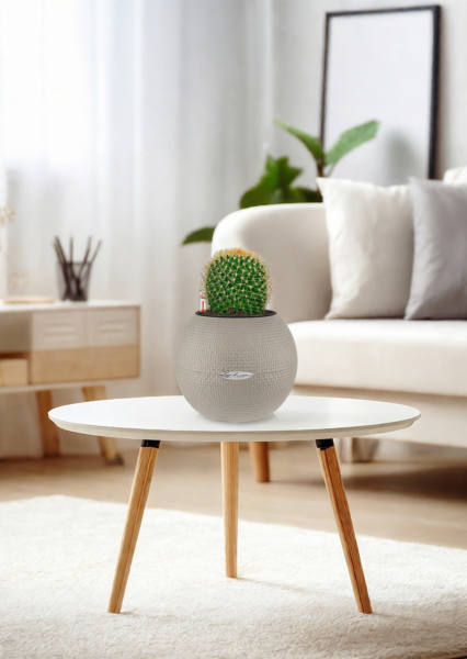 Кактус Маммиллярия Полителе 12/20 см в PURO 20 Кактус Маммиллярия Полителе 12/20 см в PURO 20