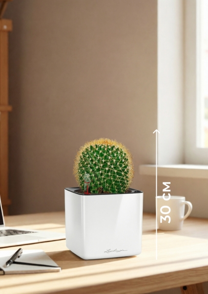 Кактус Маммиллярия Полителе 12/20 см в CUBE GLOSSY 14