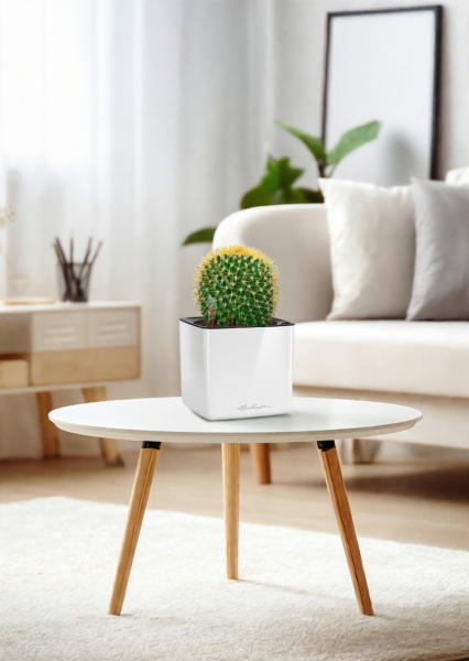 Кактус Маммиллярия Полителе 12/20 см в CUBE GLOSSY 14