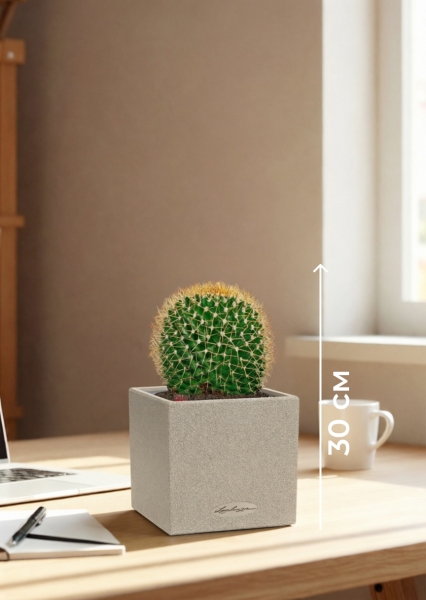 Кактус Маммиллярия Полителе 12/20 см в CANTO STONE 14