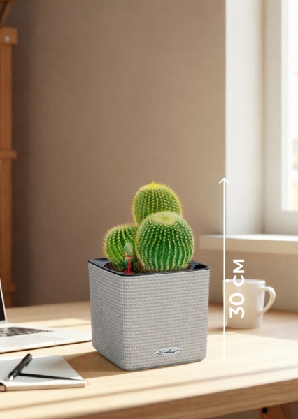 Кактус Пародия Ленингхауза 12/20 см в CUBE COLOR 14 Кактус Пародия Ленингхауза 12/20 см в CUBE COLOR 14