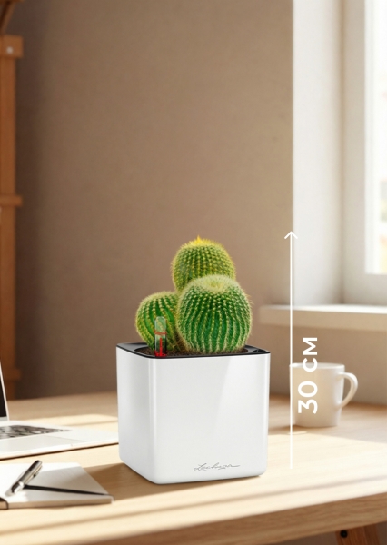 Кактус Пародия Ленингхауза 12/20 см в CUBE GLOSSY 14 Кактус Пародия Ленингхауза 12/20 см в CUBE GLOSSY 14