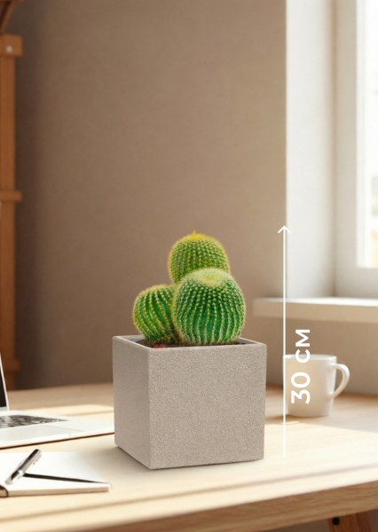 Кактус Пародия Ленингхауза 12/20 см в CANTO STONE 14 Кактус Пародия Ленингхауза 12/20 см в CANTO STONE 14