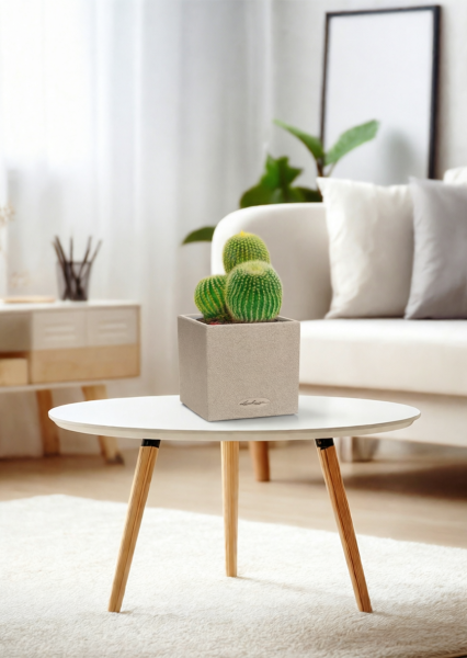 Кактус Пародия Ленингхауза 12/20 см в CANTO STONE 14 Кактус Пародия Ленингхауза 12/20 см в CANTO STONE 14