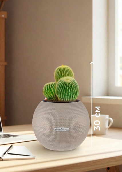 Кактус Пародия Ленингхауза 12/20 см в PURO 20 Кактус Пародия Ленингхауза 12/20 см в PURO 20