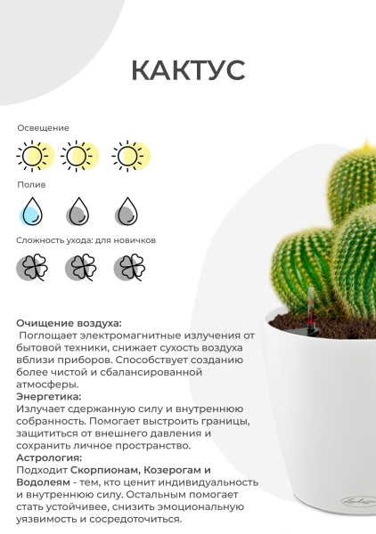 Кактус Пародия Ленингхауза 12/20 см в OJO Кактус Пародия Ленингхауза 12/20 см в OJO