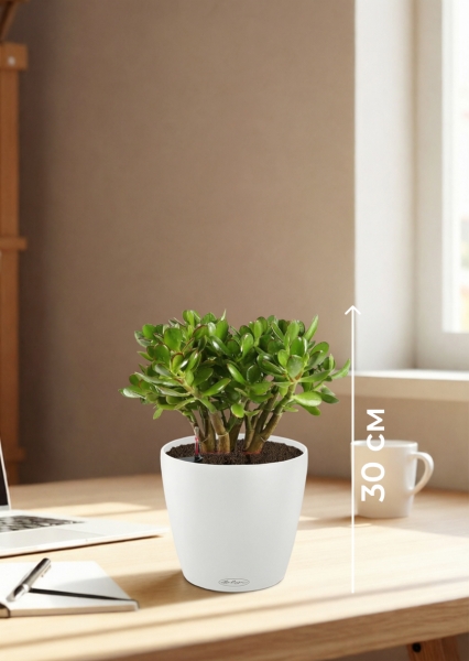 Крассула Овата в CLASSICO Color 21 Крассула Овата в CLASSICO Color 21