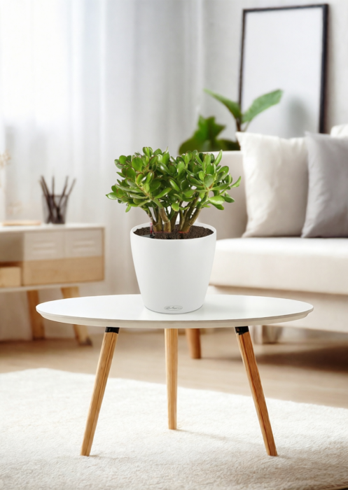 Крассула Овата в CLASSICO Color 21