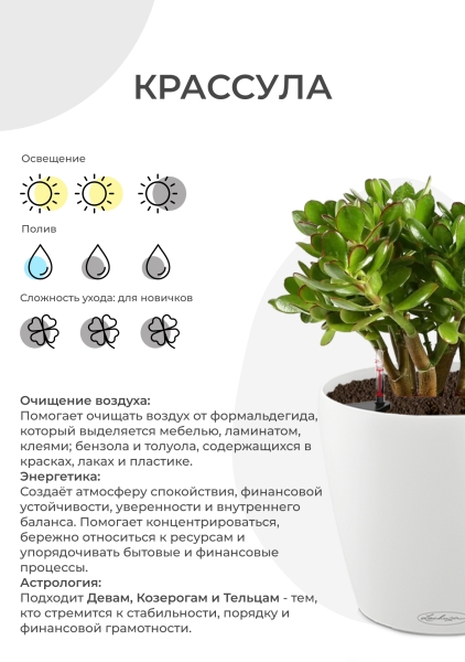 Крассула Овата в CLASSICO Color 21 Крассула Овата в CLASSICO Color 21