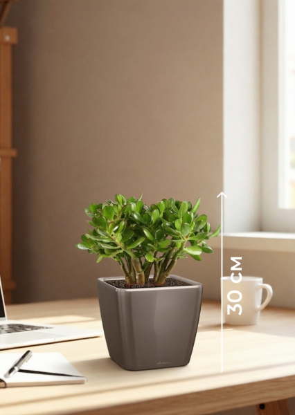 Крассула Овата в QUADRO LS 21 Крассула Овата в QUADRO LS 21