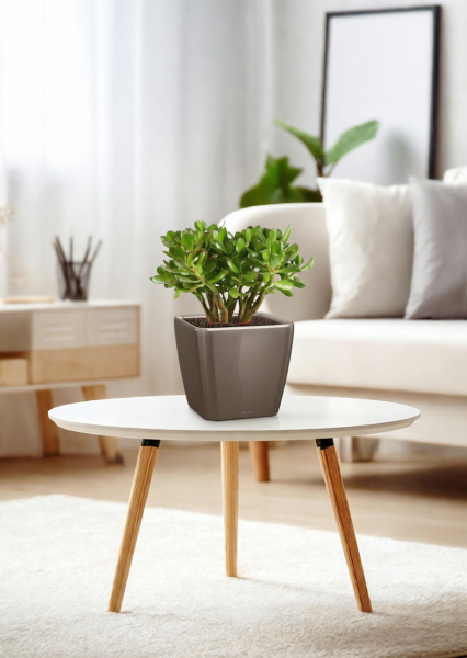 Крассула Овата в QUADRO LS 21 Крассула Овата в QUADRO LS 21