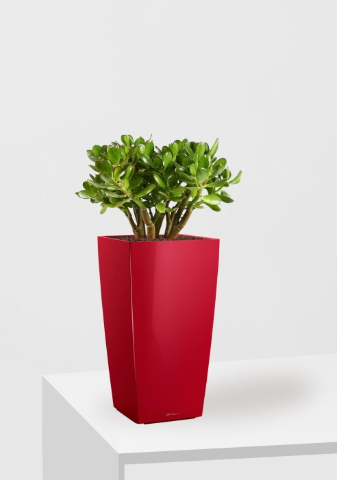 Крассула Овата в CUBICO 22