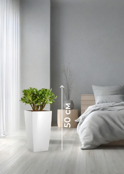 Крассула Овата в CUBICO Color 22 Крассула Овата в CUBICO Color 22