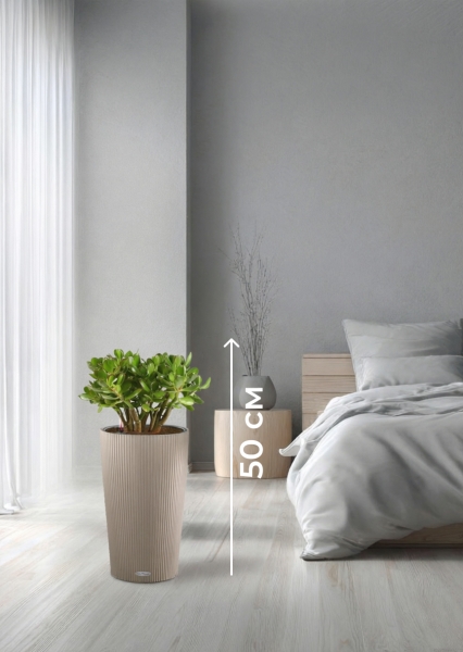 Крассула Овата в CILINDRO 23 Крассула Овата в CILINDRO 23