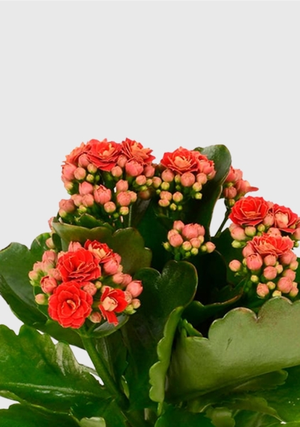 Каланхоэ микс 12/30 см