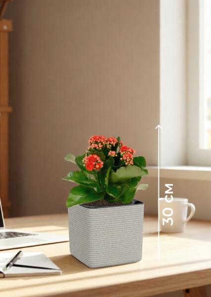 Каланхоэ микс 12/30 см в CUBE COLOR 14