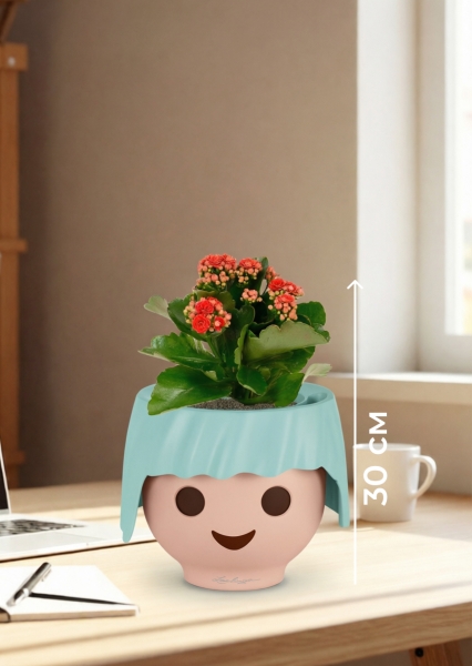 Каланхоэ микс 12/30 см в OJO Каланхоэ микс 12/30 см в OJO