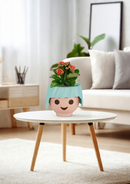 Каланхоэ микс 12/30 см в OJO Каланхоэ микс 12/30 см в OJO