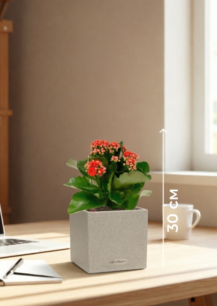 Каланхоэ микс 12/30 см в CANTO STONE 14 Каланхоэ микс 12/30 см в CANTO STONE 14