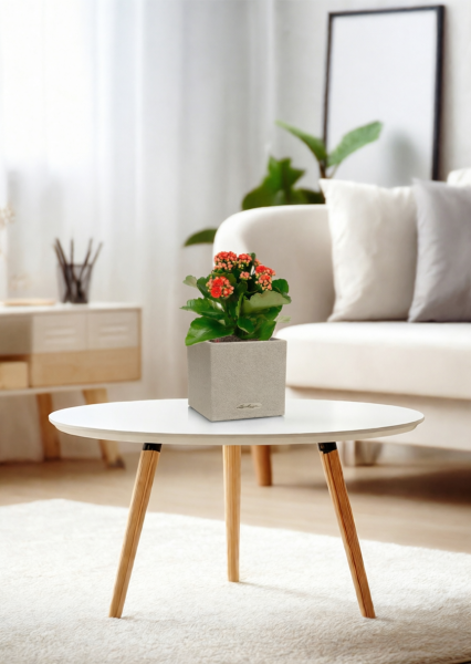 Каланхоэ микс 12/30 см в CANTO STONE 14 Каланхоэ микс 12/30 см в CANTO STONE 14