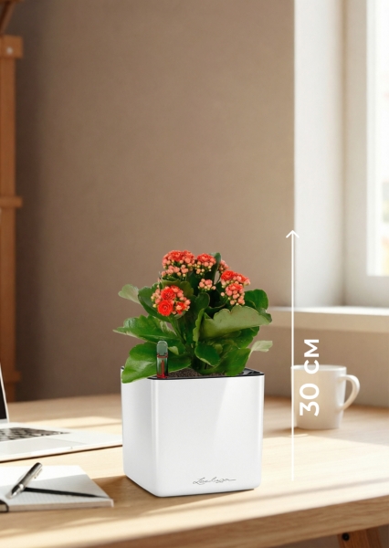 Каланхоэ микс 12/30 см в CUBE GLOSSY 14 